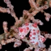 seahorse_pygmy_hr_si_v_0022_kom0341.jpg